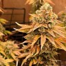 Семена ганжа Bruce Banner feminised Ganja Seeds Семена ганжа Bruce Banner feminised Ganja Seeds