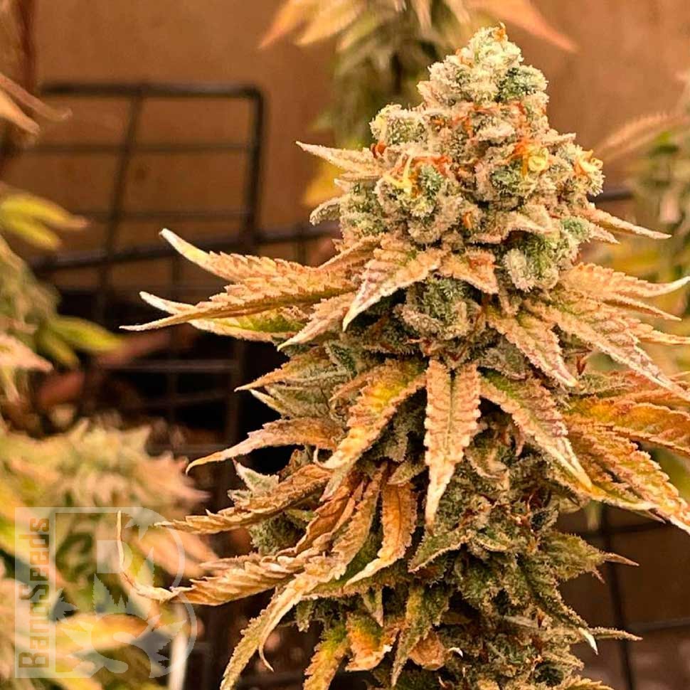 Семена ганжа Bruce Banner feminised Ganja Seeds Семена ганжа Bruce Banner feminised Ganja Seeds