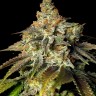 Семена ганжа Bruce Banner feminised Ganja Seeds Семена ганжа Bruce Banner feminised Ganja Seeds