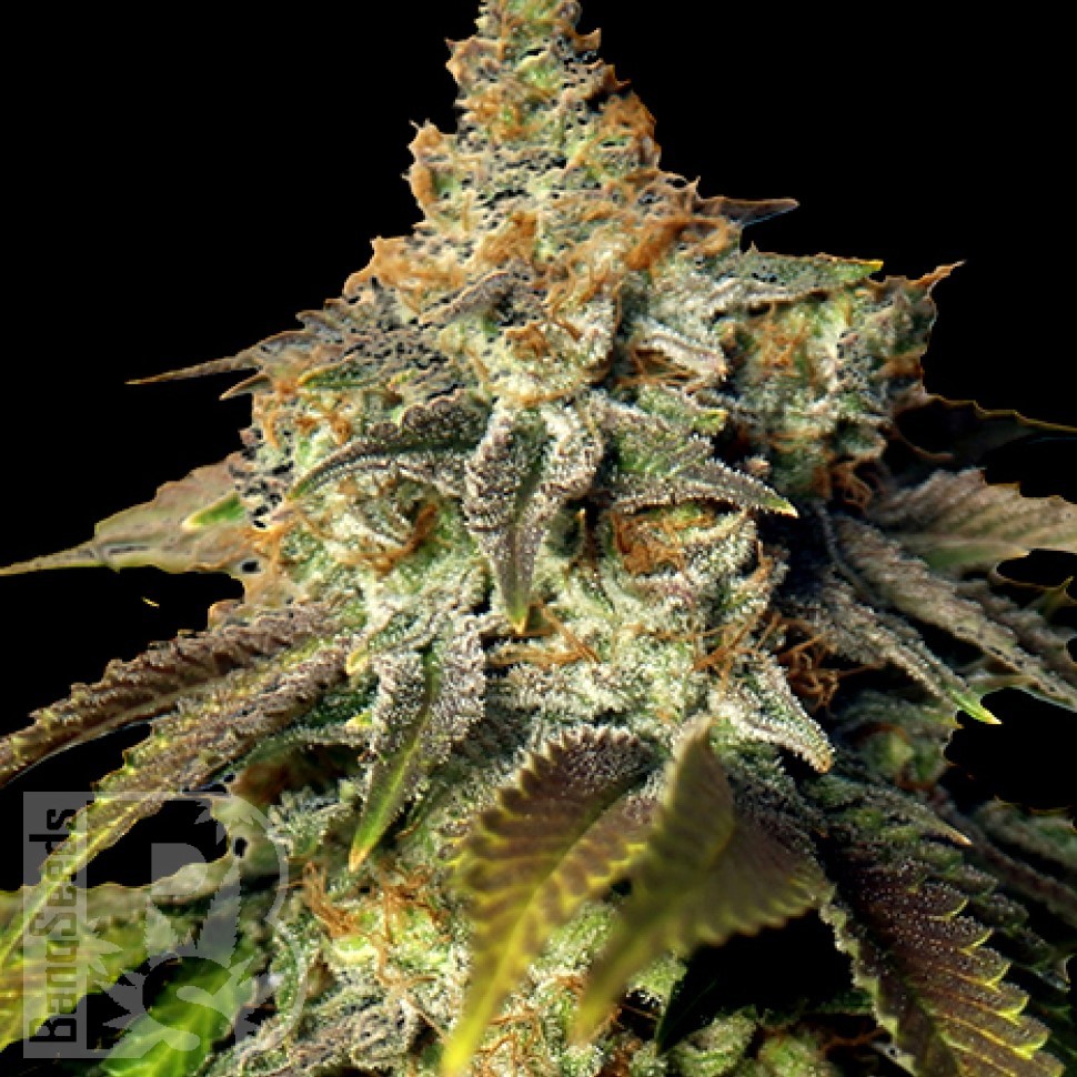 Семена ганжа Bruce Banner feminised Ganja Seeds Семена ганжа Bruce Banner feminised Ganja Seeds