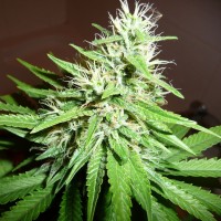 Hawai feminised Ganja Seeds