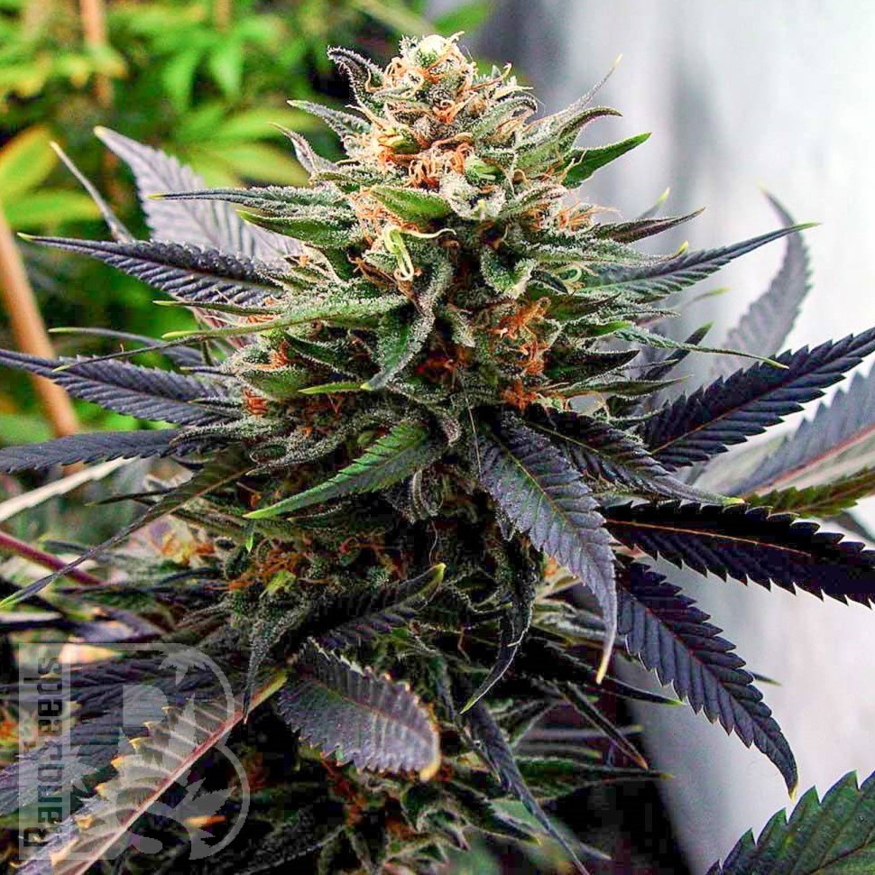 Семена марихуаны Hawai feminised Ganja Seeds Семена марихуаны Hawai feminised Ganja Seeds