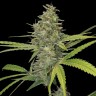 Семена марихуаны Hawai feminised Ganja Seeds Семена марихуаны Hawai feminised Ganja Seeds
