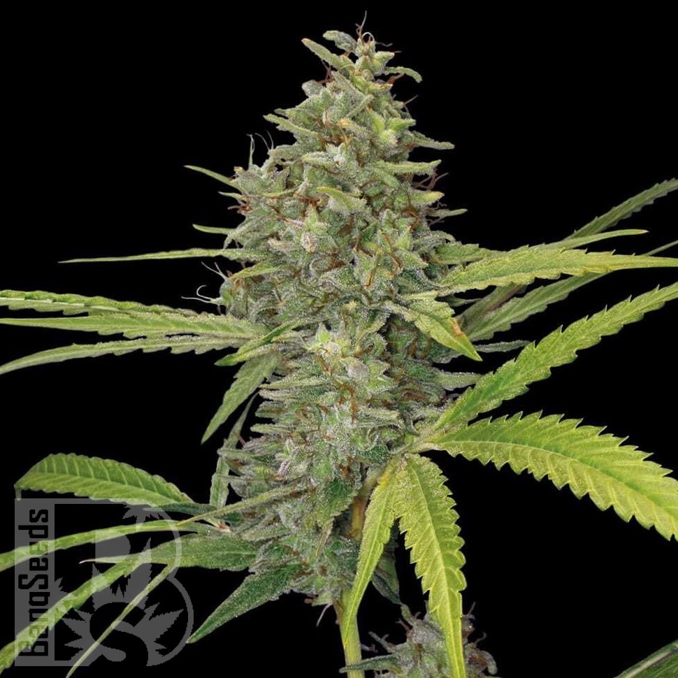 Семена марихуаны Hawai feminised Ganja Seeds Семена марихуаны Hawai feminised Ganja Seeds