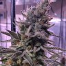 Семена марихуаны Hawai feminised Ganja Seeds Семена марихуаны Hawai feminised Ganja Seeds
