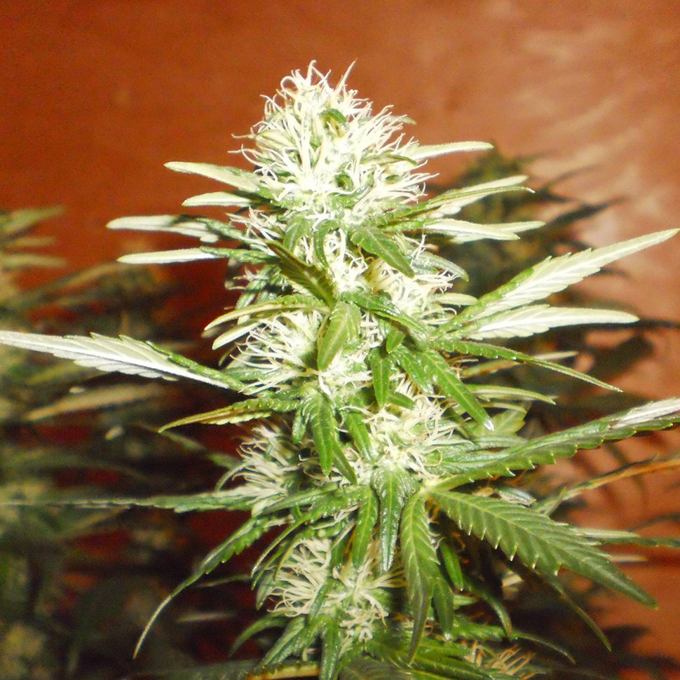 Семена конопли Kun feminised Bang Seeds