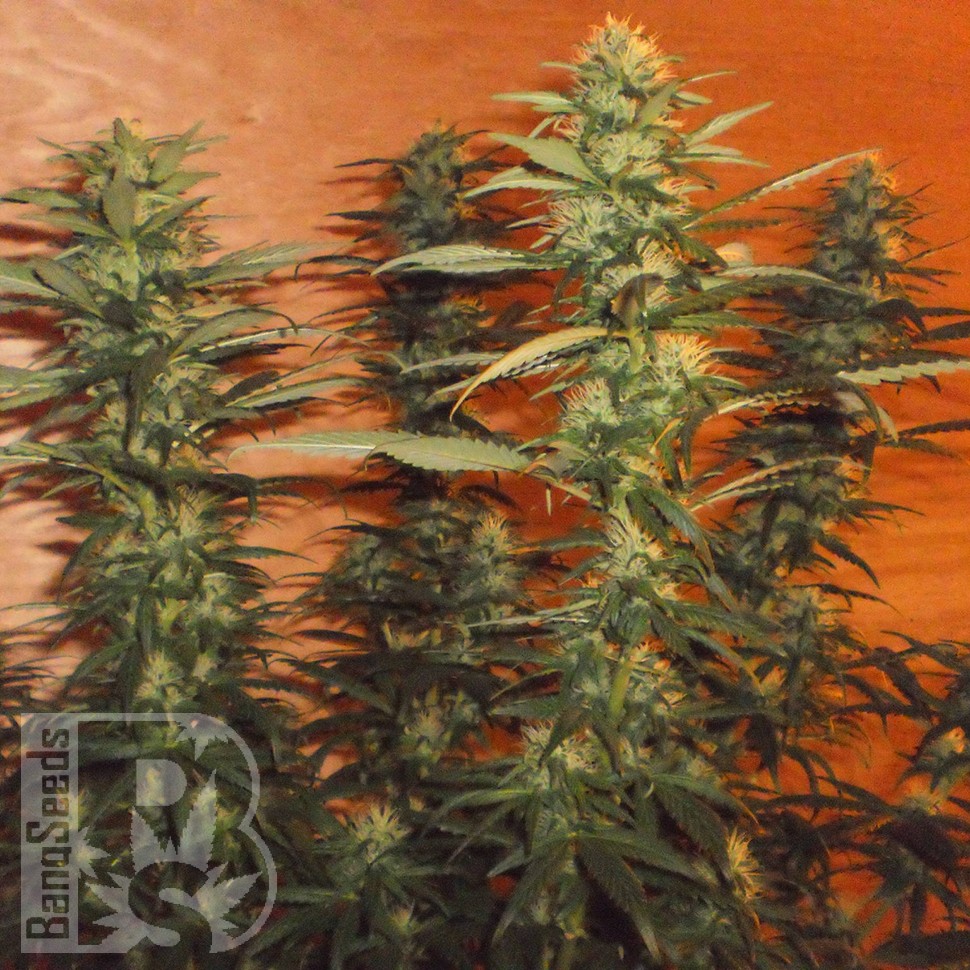 купить семена конопли курьером Kun feminised купить семена конопли курьером Kun feminised