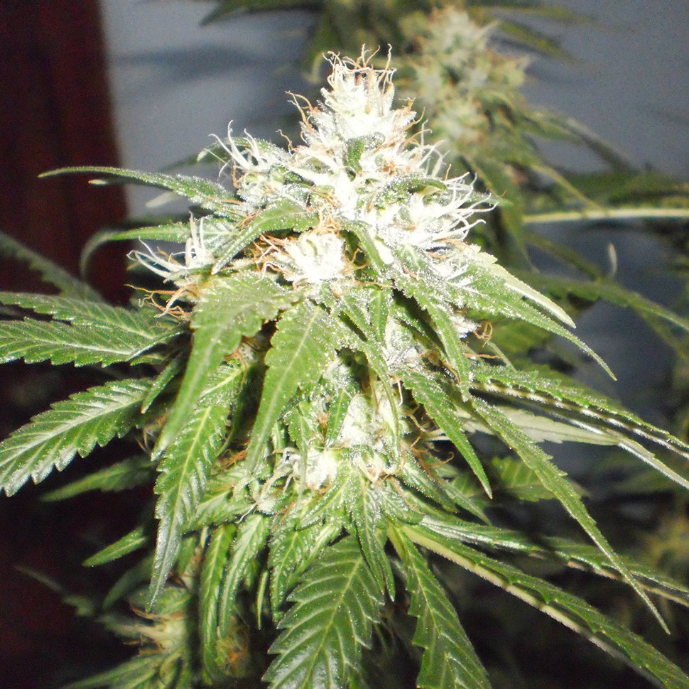 семена конопли для посадки купить Kun feminised семена конопли для посадки купить Kun feminised