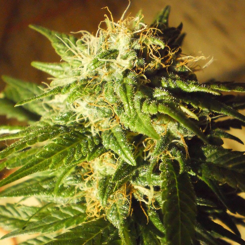 семена культурной конопли купить Kun feminised семена культурной конопли купить Kun feminised