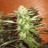 семена конопли сатори купить Kun feminised семена конопли сатори купить Kun feminised