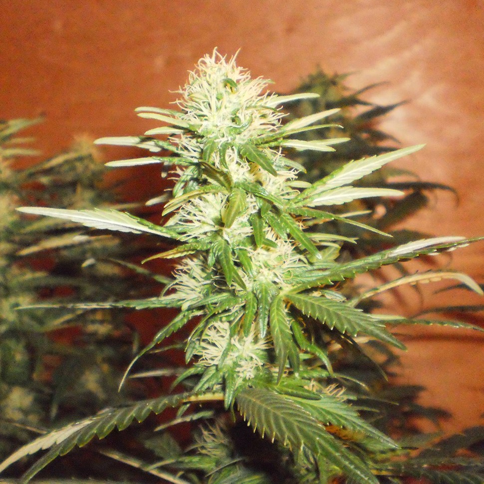 семена конопли сатори купить Kun feminised семена конопли сатори купить Kun feminised