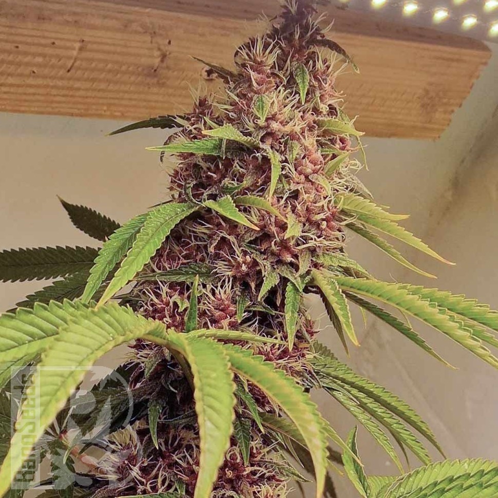 Семена конопли Kun feminised Bang Seeds Семена конопли Kun feminised Bang Seeds