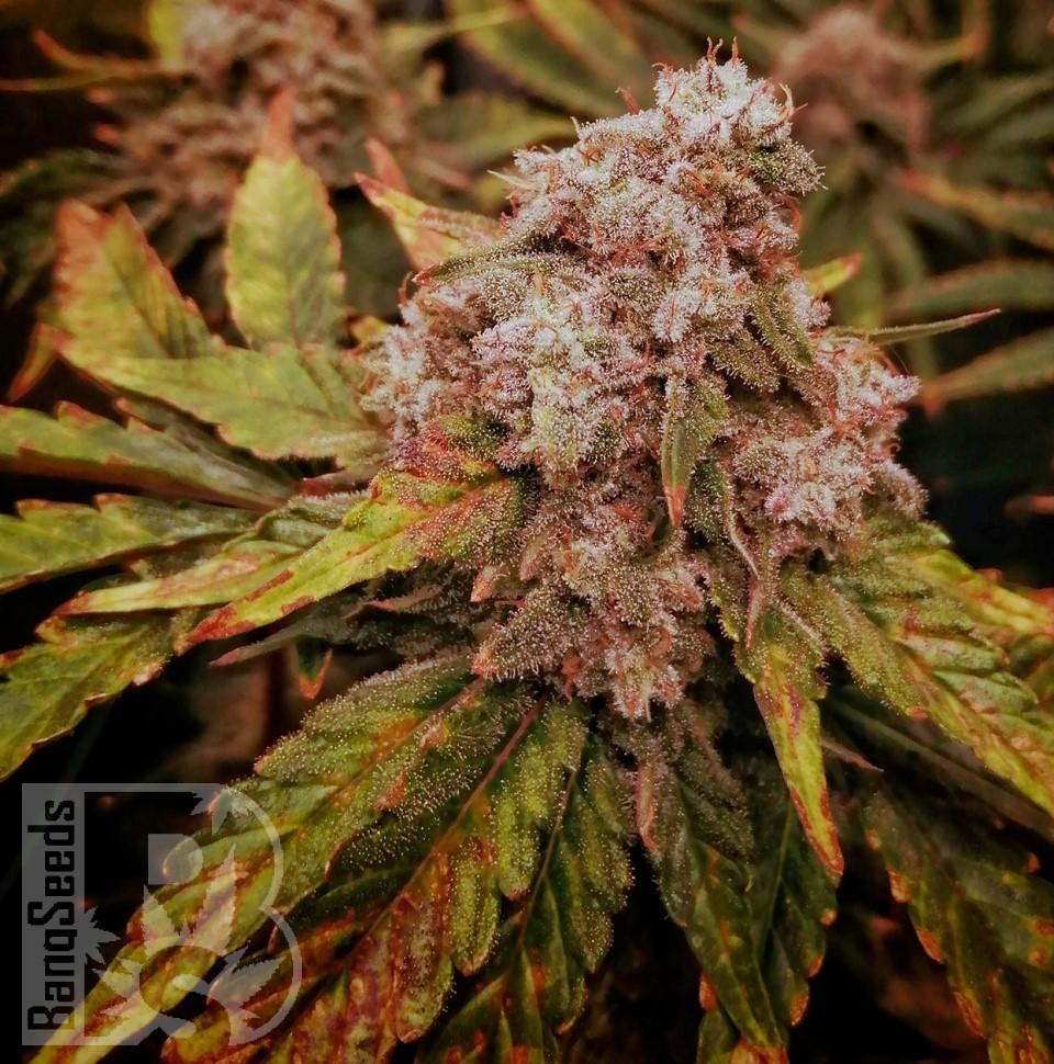 Семена конопли Kun feminised Bang Seeds Семена конопли Kun feminised Bang Seeds