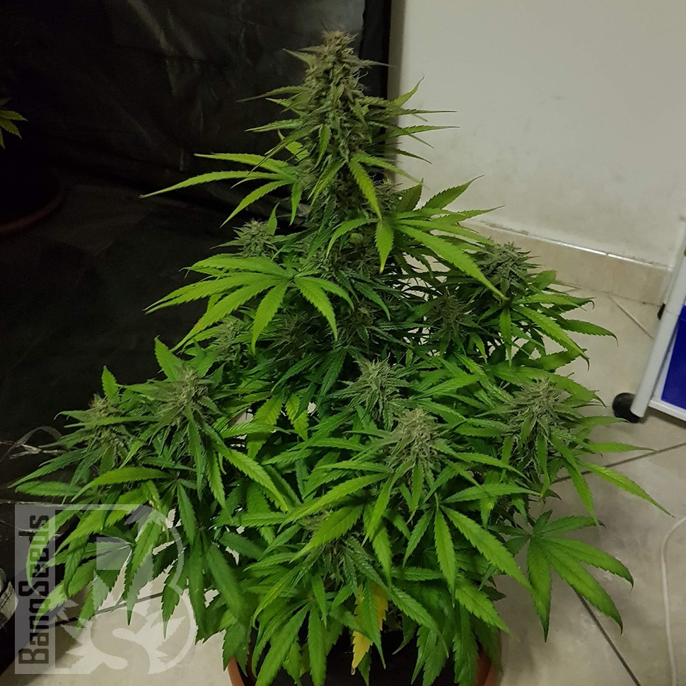 Семена марихуаны Auto Lemon Haze feminised Ganja Seeds