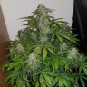 заказать семена конопли Auto Lemon Haze feminised заказать семена конопли Auto Lemon Haze feminised