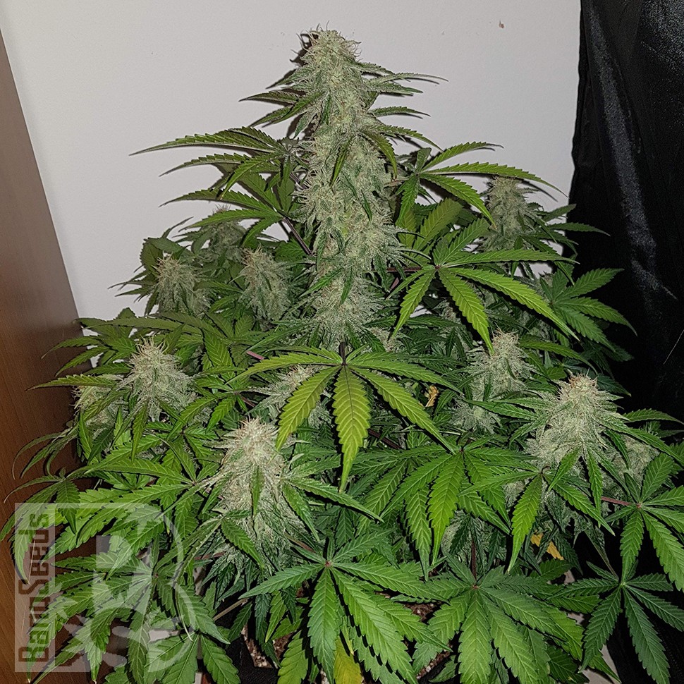 заказать семена конопли Auto Lemon Haze feminised заказать семена конопли Auto Lemon Haze feminised