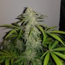 заказ семян конопли Auto Lemon Haze feminised заказ семян конопли Auto Lemon Haze feminised