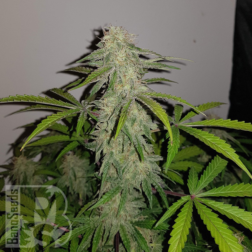 заказ семян конопли Auto Lemon Haze feminised заказ семян конопли Auto Lemon Haze feminised