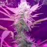 где заказать семена конопли Auto Lemon Haze feminised где заказать семена конопли Auto Lemon Haze feminised