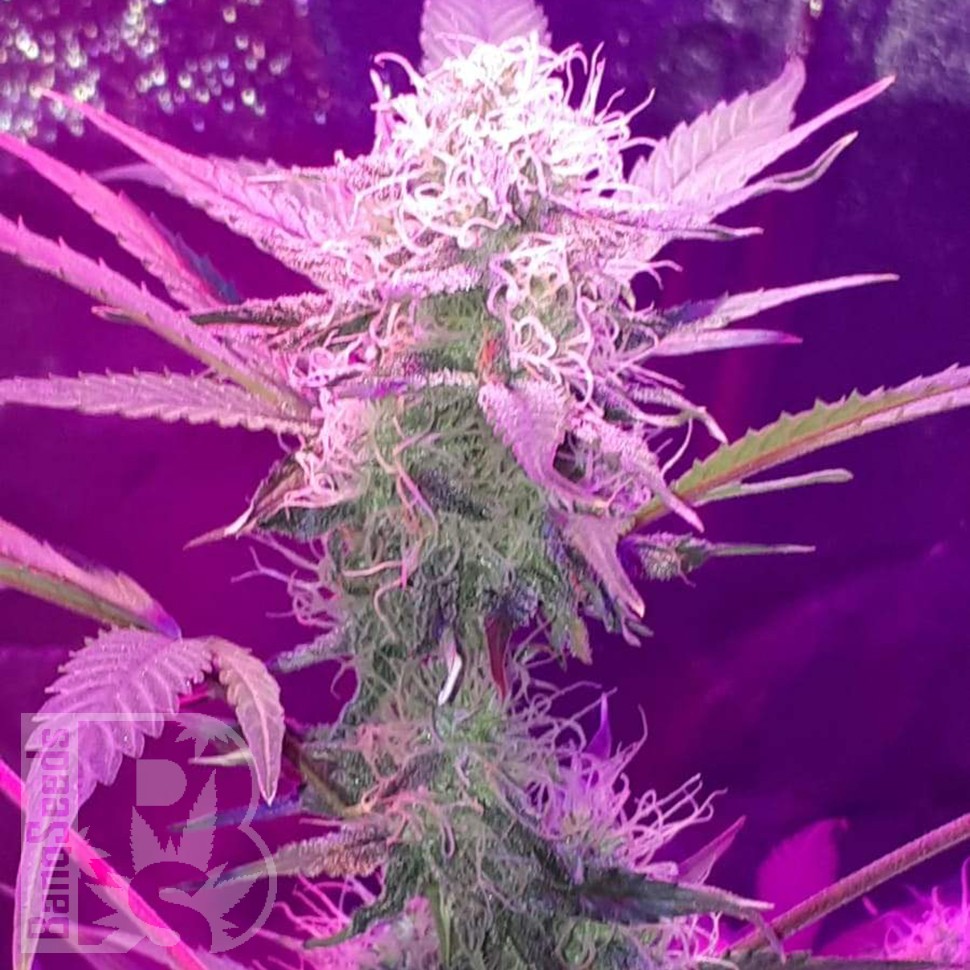 где заказать семена конопли Auto Lemon Haze feminised где заказать семена конопли Auto Lemon Haze feminised