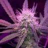 заказать семена конопли наложенным платежом Auto Lemon Haze feminised заказать семена конопли наложенным платежом Auto Lemon Haze feminised