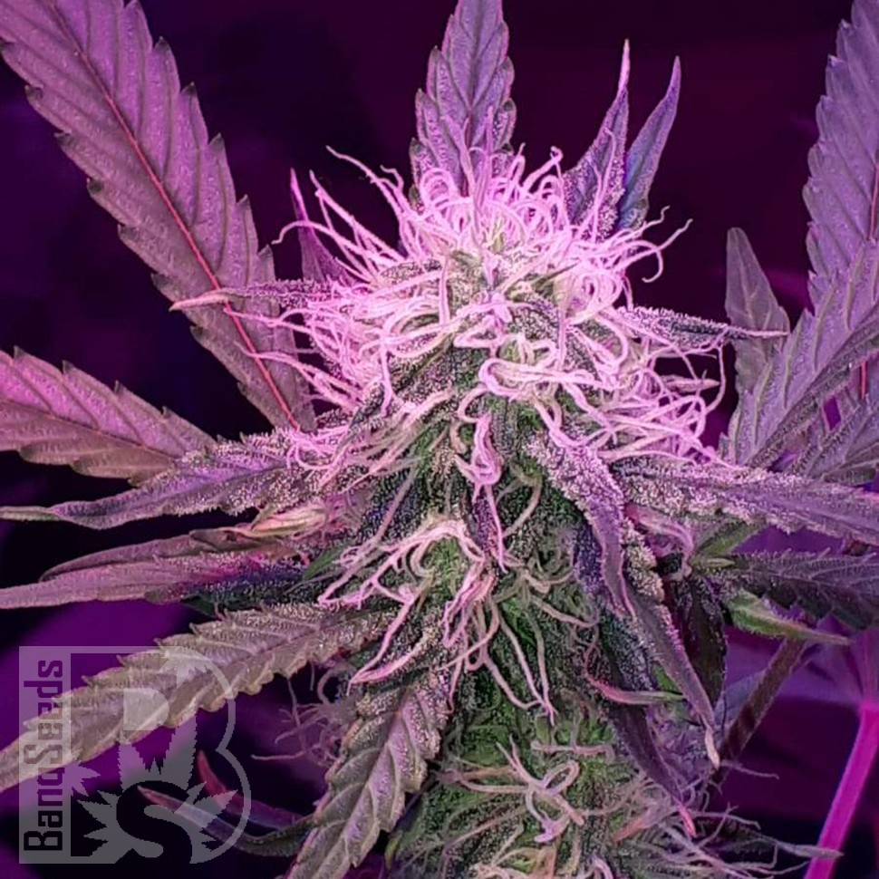 заказать семена конопли наложенным платежом Auto Lemon Haze feminised заказать семена конопли наложенным платежом Auto Lemon Haze feminised