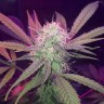 Семена марихуаны Auto Lemon Haze feminised Ganja Seeds Семена марихуаны Auto Lemon Haze feminised Ganja Seeds