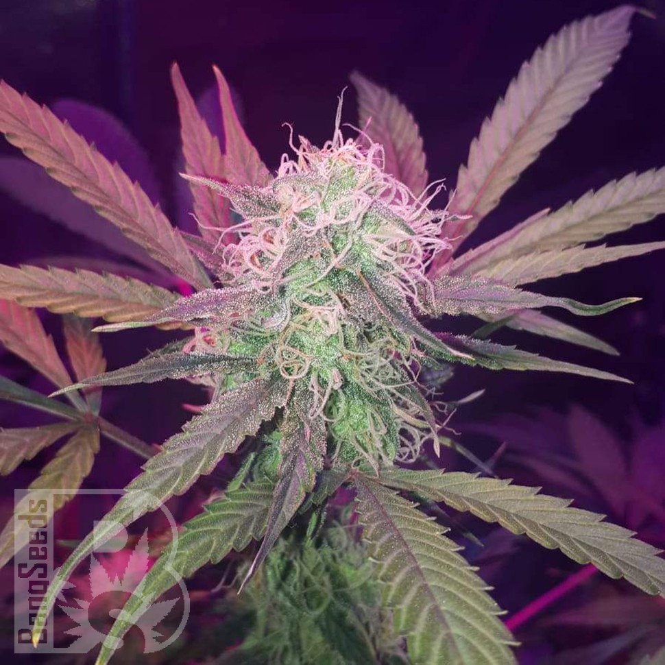 Семена марихуаны Auto Lemon Haze feminised Ganja Seeds Семена марихуаны Auto Lemon Haze feminised Ganja Seeds
