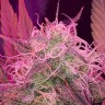 Семена марихуаны Auto Lemon Haze feminised Ganja Seeds Семена марихуаны Auto Lemon Haze feminised Ganja Seeds