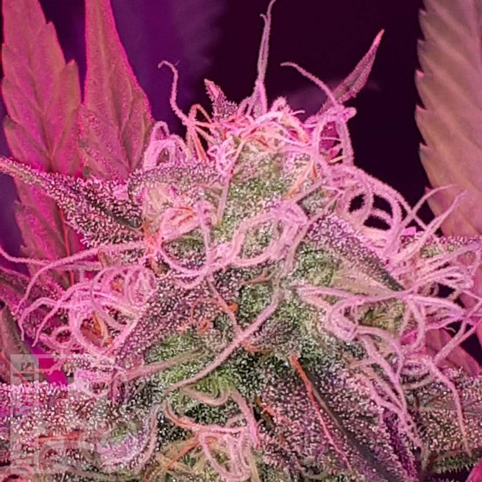 Семена марихуаны Auto Lemon Haze feminised Ganja Seeds Семена марихуаны Auto Lemon Haze feminised Ganja Seeds