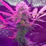 Семена марихуаны Auto Lemon Haze feminised Ganja Seeds Семена марихуаны Auto Lemon Haze feminised Ganja Seeds
