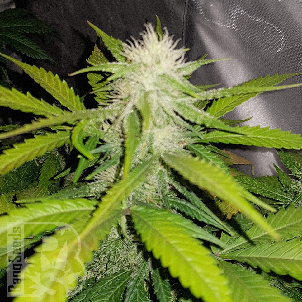 Семена марихуаны Auto Lemon Haze feminised Ganja Seeds Семена марихуаны Auto Lemon Haze feminised Ganja Seeds