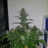 Семена марихуаны Auto Lemon Haze feminised Ganja Seeds Семена марихуаны Auto Lemon Haze feminised Ganja Seeds