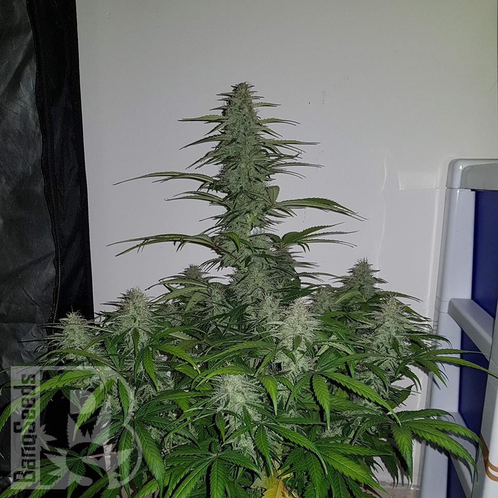 Семена марихуаны Auto Lemon Haze feminised Ganja Seeds Семена марихуаны Auto Lemon Haze feminised Ganja Seeds