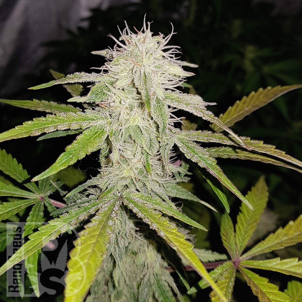 Семена марихуаны Auto Lemon Haze feminised Ganja Seeds Семена марихуаны Auto Lemon Haze feminised Ganja Seeds