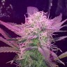 Семена марихуаны Auto Lemon Haze feminised Ganja Seeds Семена марихуаны Auto Lemon Haze feminised Ganja Seeds