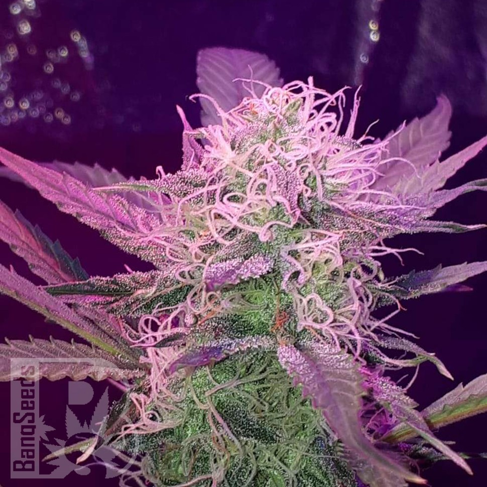 Семена марихуаны Auto Lemon Haze feminised Ganja Seeds Семена марихуаны Auto Lemon Haze feminised Ganja Seeds