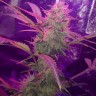 Семена марихуаны Auto Lemon Haze feminised Ganja Seeds Семена марихуаны Auto Lemon Haze feminised Ganja Seeds