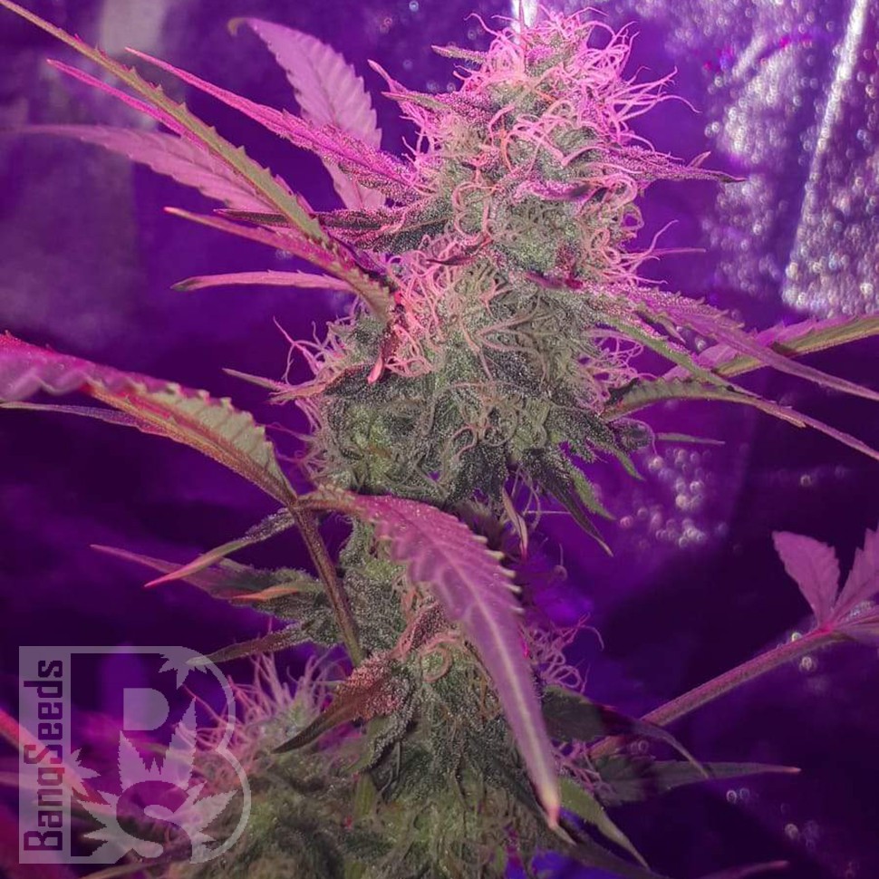 Семена марихуаны Auto Lemon Haze feminised Ganja Seeds Семена марихуаны Auto Lemon Haze feminised Ganja Seeds