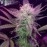 Семена марихуаны Auto Lemon Haze feminised Ganja Seeds Семена марихуаны Auto Lemon Haze feminised Ganja Seeds