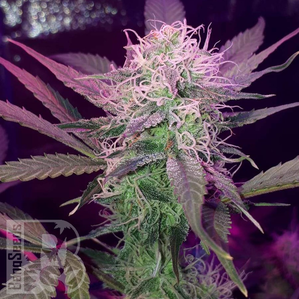 Семена марихуаны Auto Lemon Haze feminised Ganja Seeds Семена марихуаны Auto Lemon Haze feminised Ganja Seeds