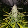 Семена марихуаны Auto Lemon Haze feminised Ganja Seeds Семена марихуаны Auto Lemon Haze feminised Ganja Seeds