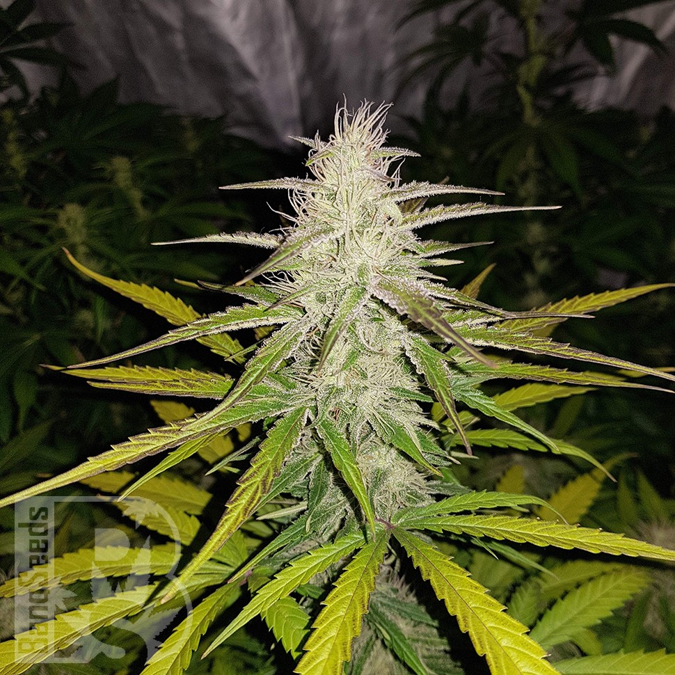 Семена марихуаны Auto Lemon Haze feminised Ganja Seeds Семена марихуаны Auto Lemon Haze feminised Ganja Seeds