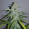 Семена марихуаны Auto Lemon Haze feminised Ganja Seeds Семена марихуаны Auto Lemon Haze feminised Ganja Seeds
