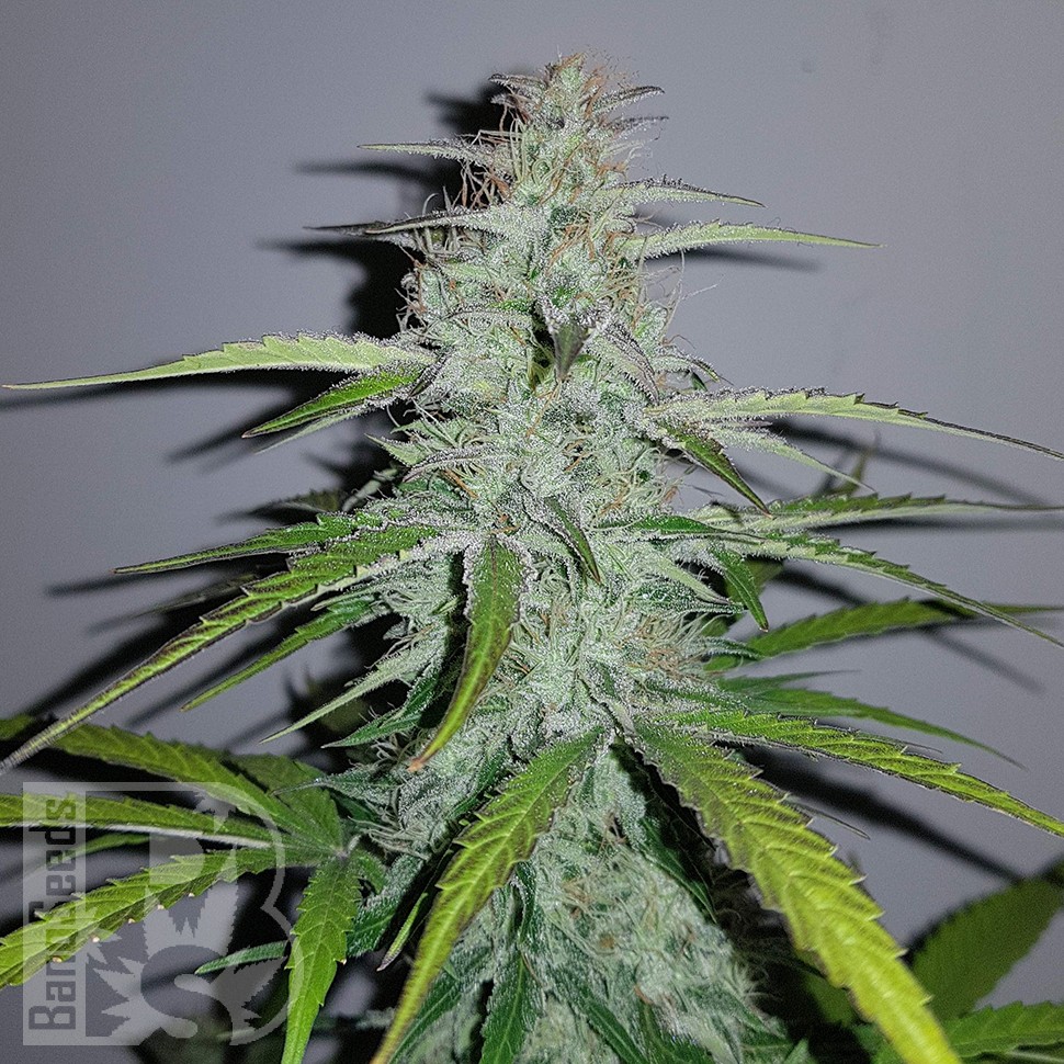 Семена марихуаны Auto Lemon Haze feminised Ganja Seeds Семена марихуаны Auto Lemon Haze feminised Ganja Seeds