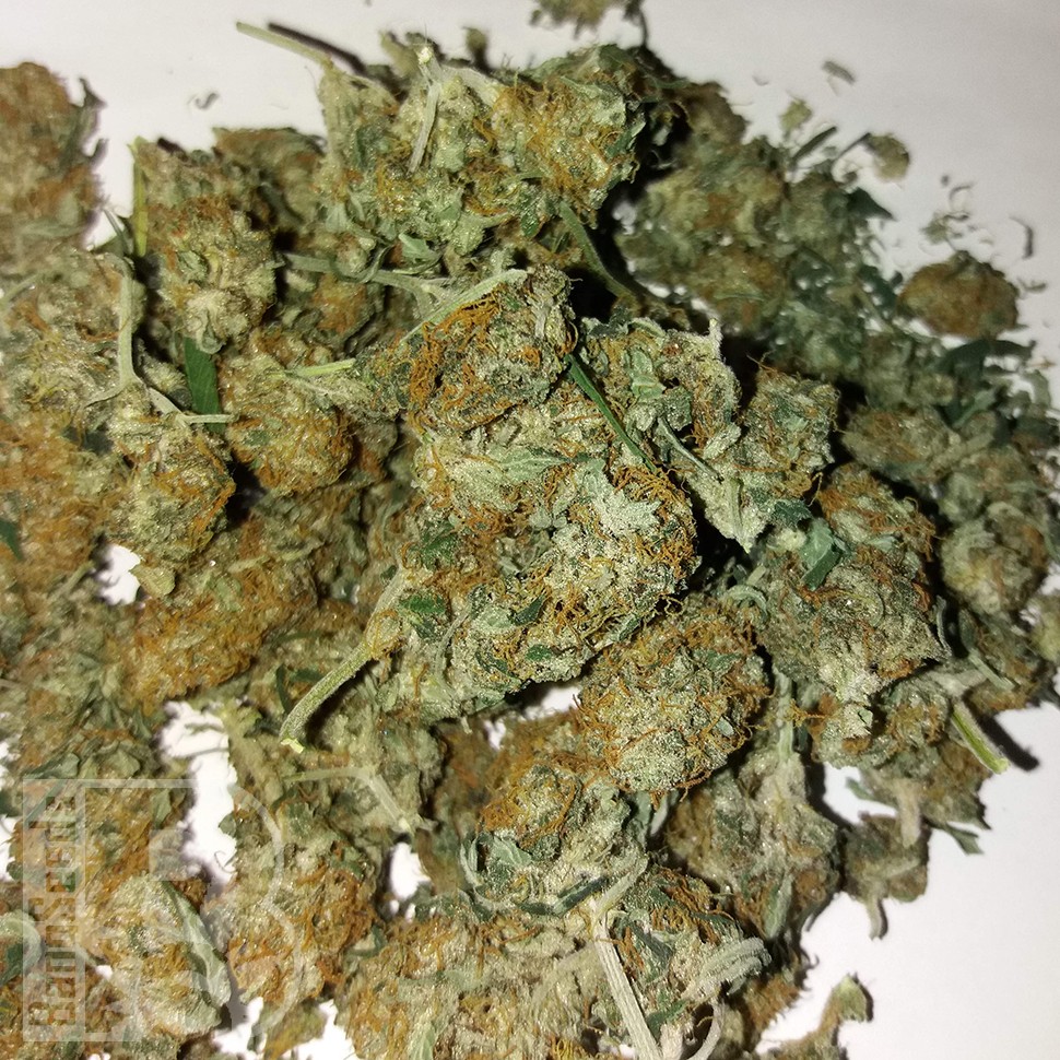 Семена марихуаны Auto Lemon Haze feminised Ganja Seeds Семена марихуаны Auto Lemon Haze feminised Ganja Seeds