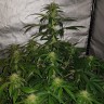 Семена марихуаны Auto Lemon Haze feminised Ganja Seeds Семена марихуаны Auto Lemon Haze feminised Ganja Seeds