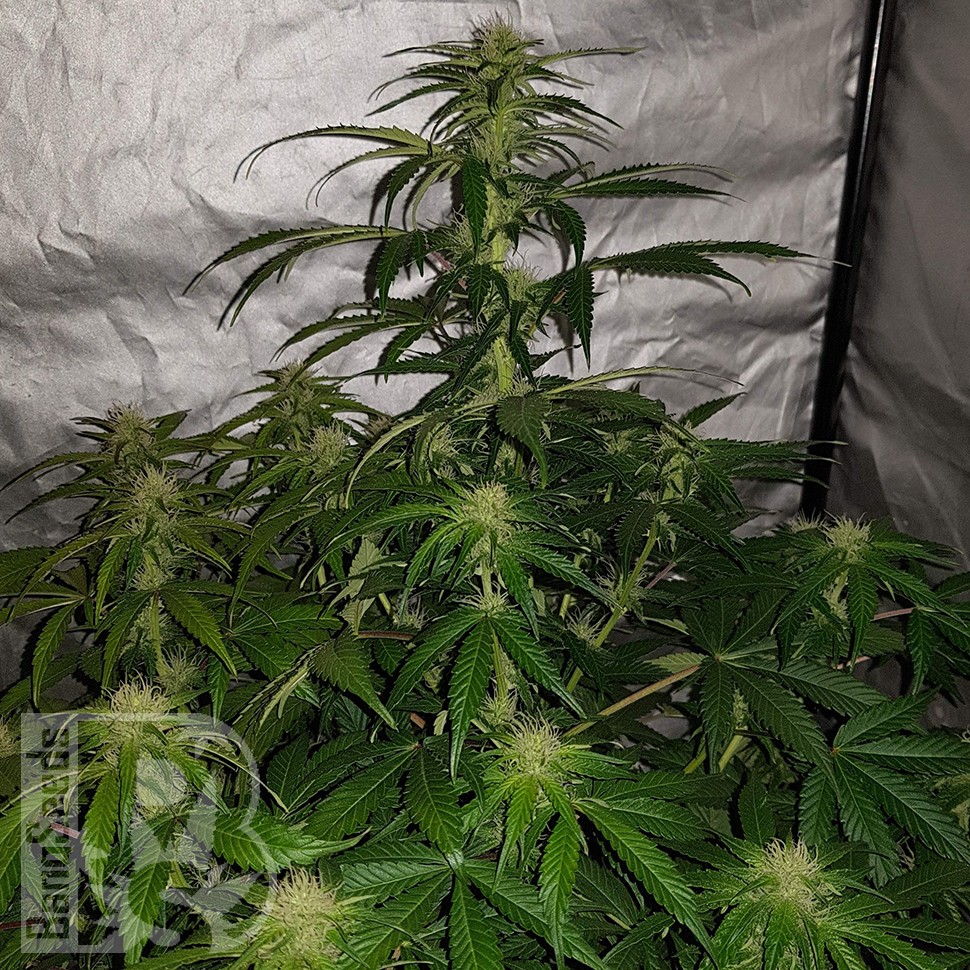 Семена марихуаны Auto Lemon Haze feminised Ganja Seeds Семена марихуаны Auto Lemon Haze feminised Ganja Seeds