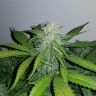 Семена марихуаны Auto Lemon Haze feminised Ganja Seeds Семена марихуаны Auto Lemon Haze feminised Ganja Seeds