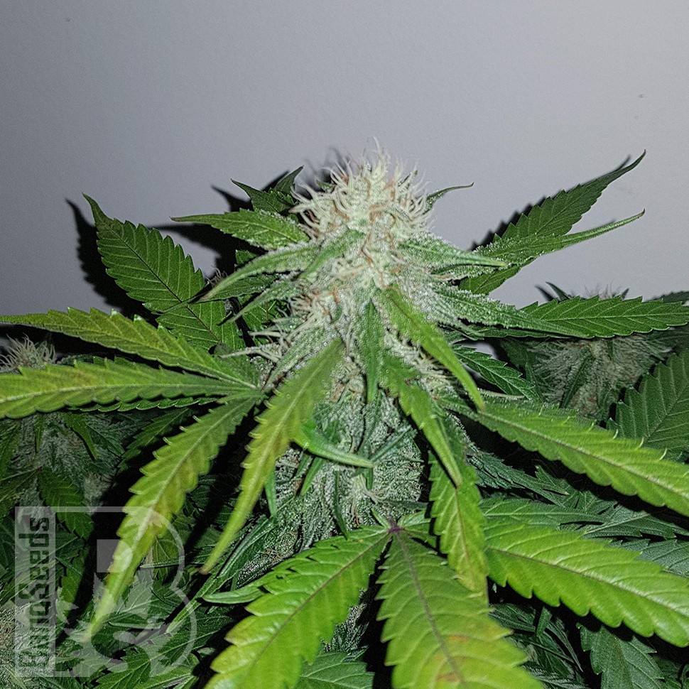 Семена марихуаны Auto Lemon Haze feminised Ganja Seeds Семена марихуаны Auto Lemon Haze feminised Ganja Seeds